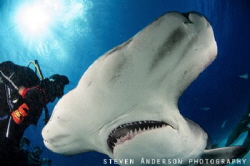 Heads up in Bimini for Hammerheads!!!!! Every winter thes... by Steven Anderson 